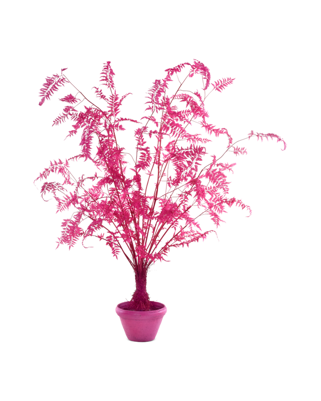 Pot Fern In - L, light pink