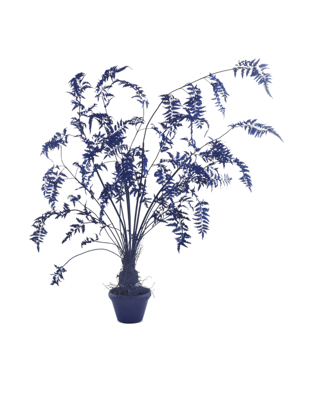 Pot Fern In - S, dark blue