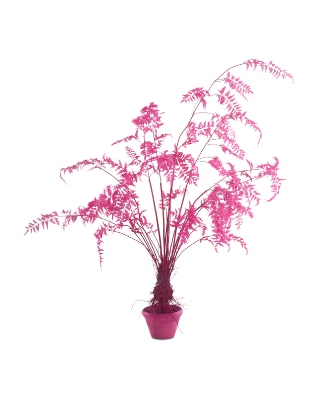 Pot Fern In - S, light pink